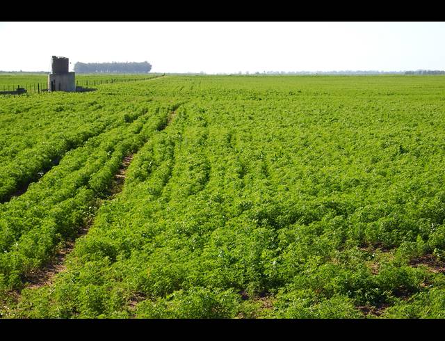 603HA FARM FOR SALE IN HOPEFIELD RURAL